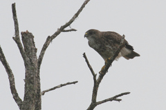 Buteo solitarius