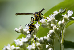 Phimenes flavopictus