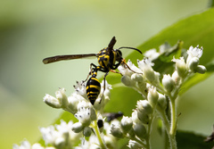 Phimenes flavopictus