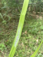 Aphis