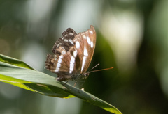 Limenitidinae