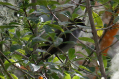 Myadestes obscurus