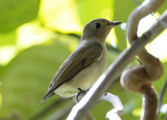 Muscicapidae