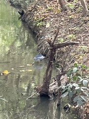 Nycticorax nycticorax nycticorax