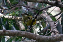 Hemignathus wilsoni