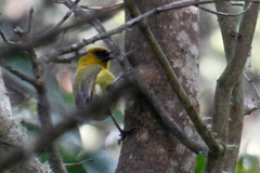 Hemignathus wilsoni