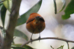 Loxops coccineus