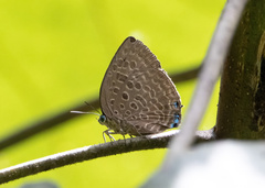 Arhopala