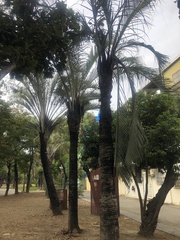 Dypsis decaryi