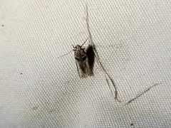 Aristotelia paradesma