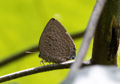 Arhopala