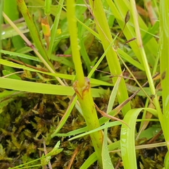 Microtis parviflora