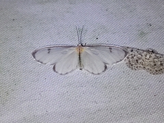 Perigramma albivena