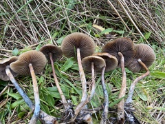 Psilocybe azurescens