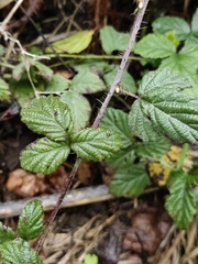Rubus ursinus macropetalus