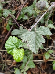 Rubus ursinus macropetalus