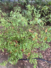 Cinnamomum