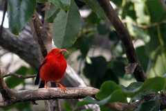 Drepanis coccinea