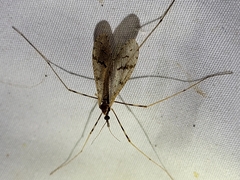 Limoniidae