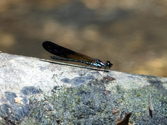 Heliocypha angusta