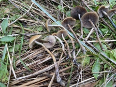Psilocybe azurescens