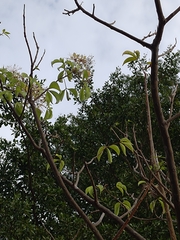 Crateva adansonii formosensis