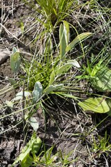 Helichrysum pannosum