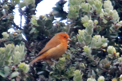 Loxops coccineus