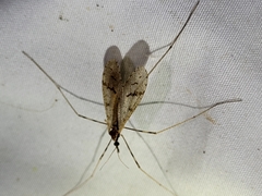 Limoniidae