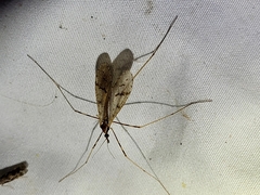 Limoniidae