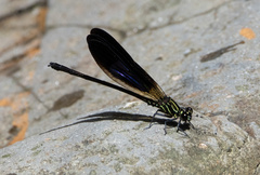 Euphaea aspasia