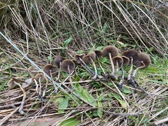 Psilocybe azurescens