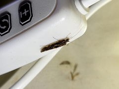 Hydrobiosidae