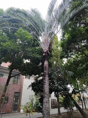 Dypsis decaryi