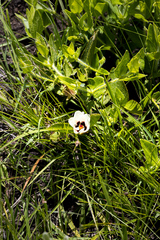 Hibiscus aethiopicus