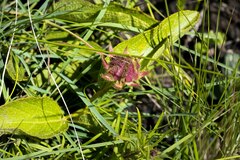 Hibiscus aethiopicus