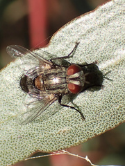 Exoristinae