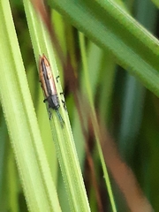 Eurispa vittata