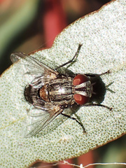 Exoristinae