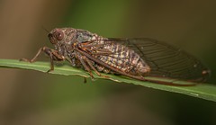 Birrima varians