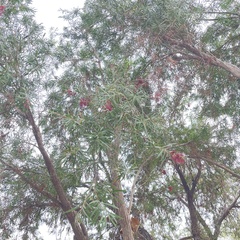 Schinus molle