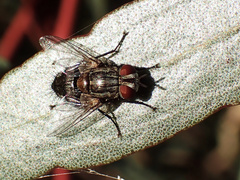 Exoristinae
