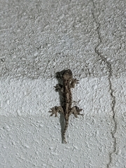 Gekko japonicus