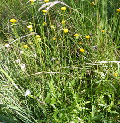 Crassocephalum picridifolium