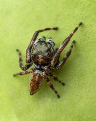 Euryattus bleekeri