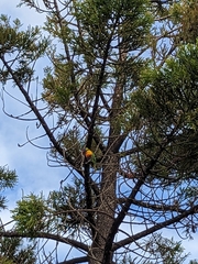 Trichoglossus moluccanus