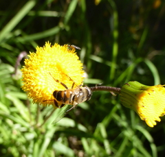Crassocephalum picridifolium