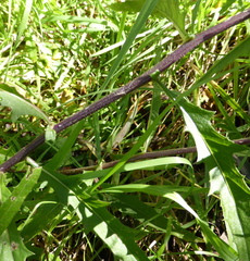 Crassocephalum picridifolium