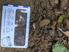 Plectotropis mackensii