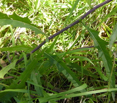 Crassocephalum picridifolium